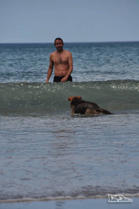 Um simpático cachorro enfrenta uma onda na praia de Las Grutas, na Argentina